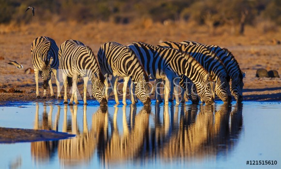 Picture of Zebras drink at dawn